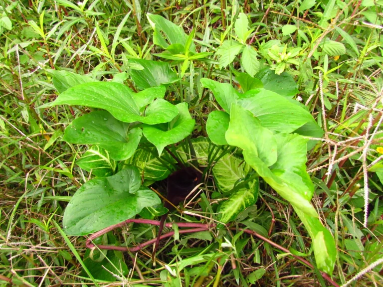 Typhonium roxburghii (8)