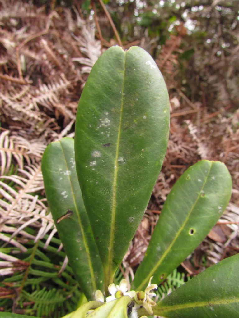 Ilex theezans (56)