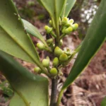 Ilex theezans (54)
