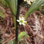 Ilex theezans (53)