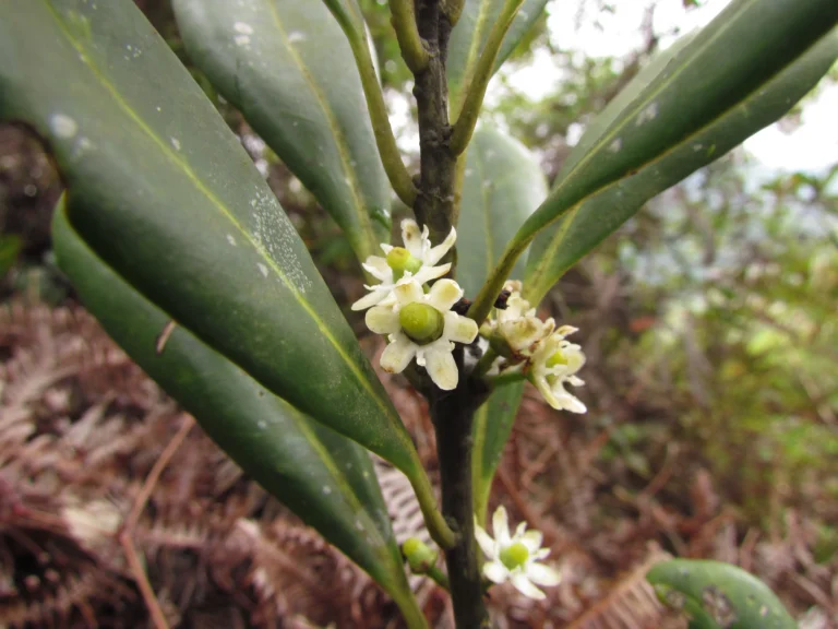 Ilex theezans (51)