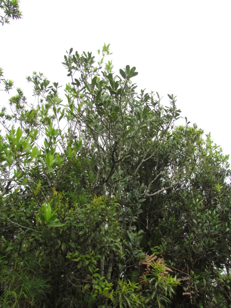 Ilex theezans (49)