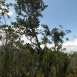 Ilex theezans (43)