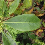Ilex theezans (38)