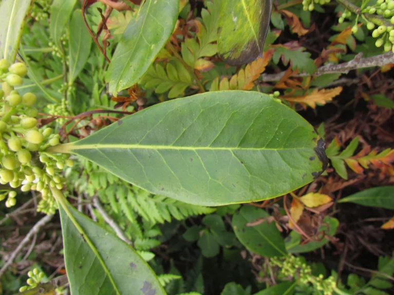 Ilex theezans (38)