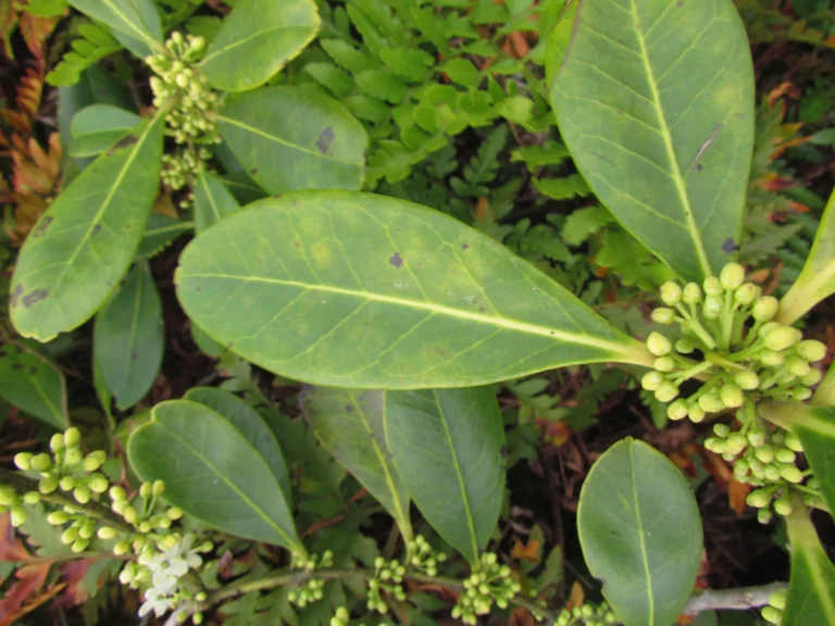 Ilex theezans (39)