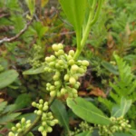 Ilex theezans (37)