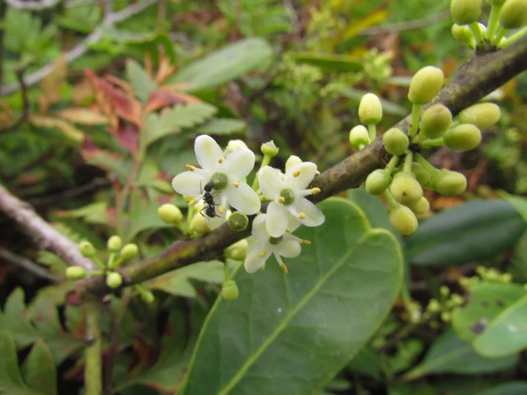 Ilex theezans (34)
