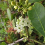 Ilex theezans (36)