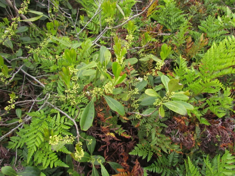 Ilex theezans (32)
