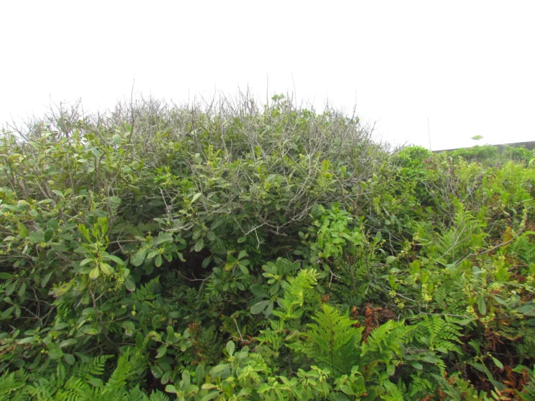 Ilex theezans (31)