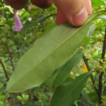 Ilex theezans (28)