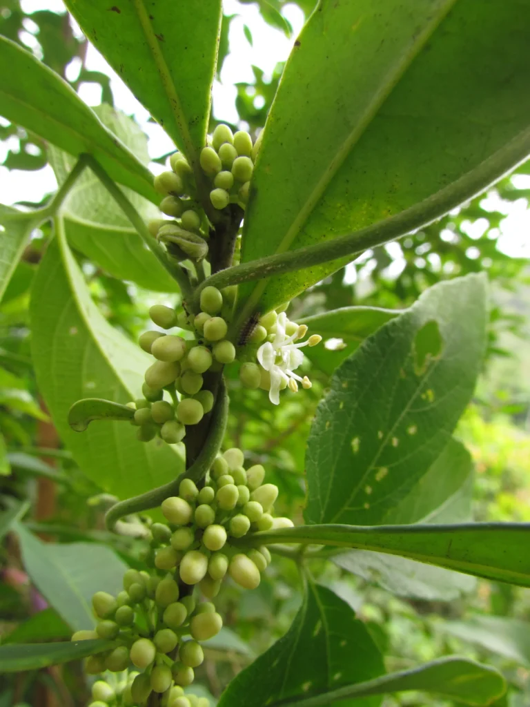 Ilex theezans (26)