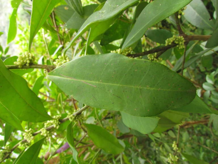 Ilex theezans (27)