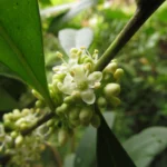 Ilex theezans (23)