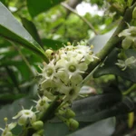 Ilex theezans (17)