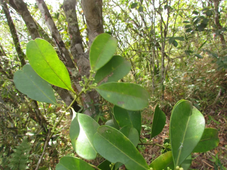 Ilex theezans (3)