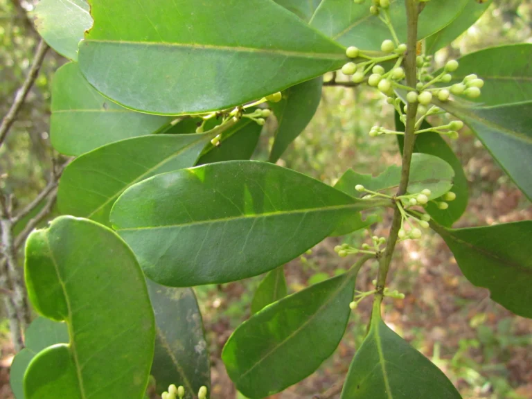 Ilex theezans (4)
