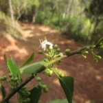 Ilex theezans (2)