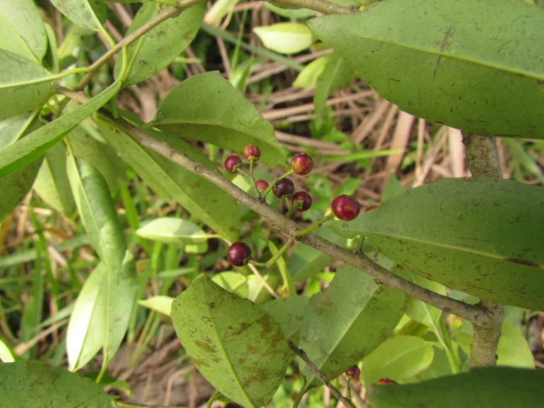 Ilex taubertiana (11)