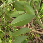 Ilex taubertiana (9)