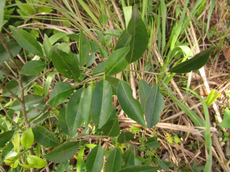 Ilex taubertiana (5)