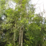 Ilex taubertiana (2)