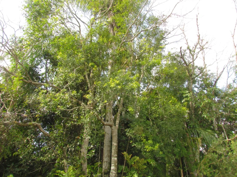 Ilex taubertiana (2)