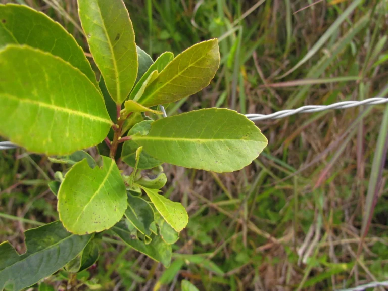 Ilex paraguariensis (7)