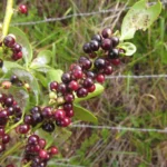 Ilex paraguariensis (5)