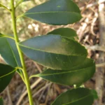 Ilex dumosa (19)