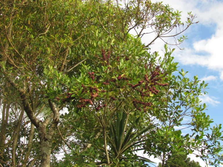 Ilex paraguariensis (1)
