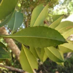 Ilex dumosa (10)