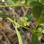 Ilex dumosa (11)
