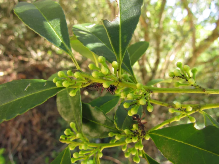 Ilex dumosa (7)