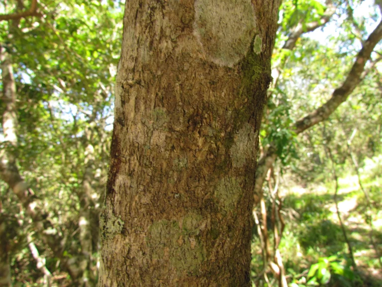 Ilex dumosa (5)