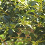 Ilex dumosa (3)