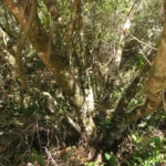 Ilex dumosa (4)