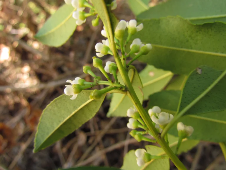Ilex dumosa (1)
