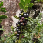 Ilex chamaedryfolia (15)