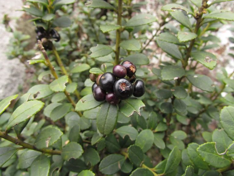 Ilex chamaedryfolia (11)