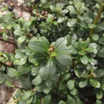 Ilex chamaedryfolia (9)
