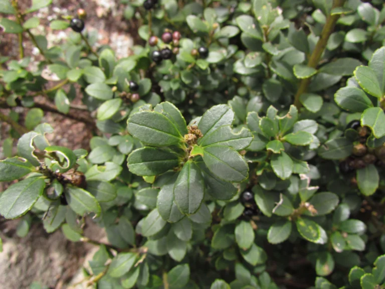 Ilex chamaedryfolia (9)