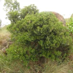 Ilex chamaedryfolia (6)