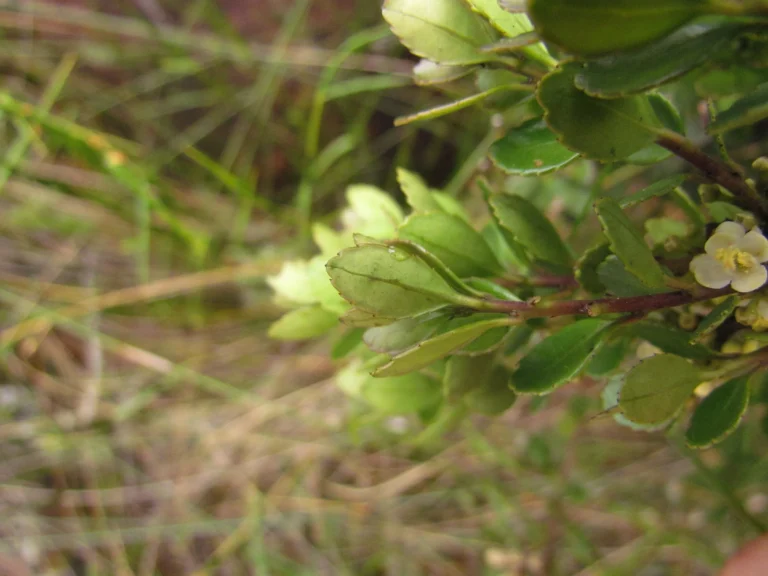 Ilex chamaedryfolia (4)