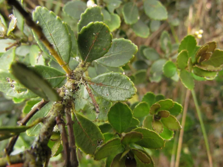 Ilex chamaedryfolia (3)