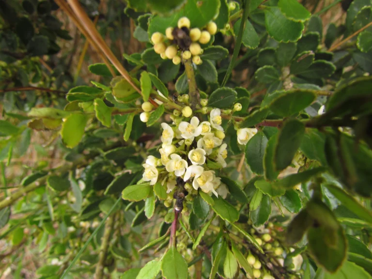 Ilex chamaedryfolia (1)