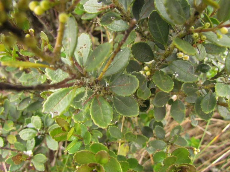 Ilex chamaedryfolia (2)