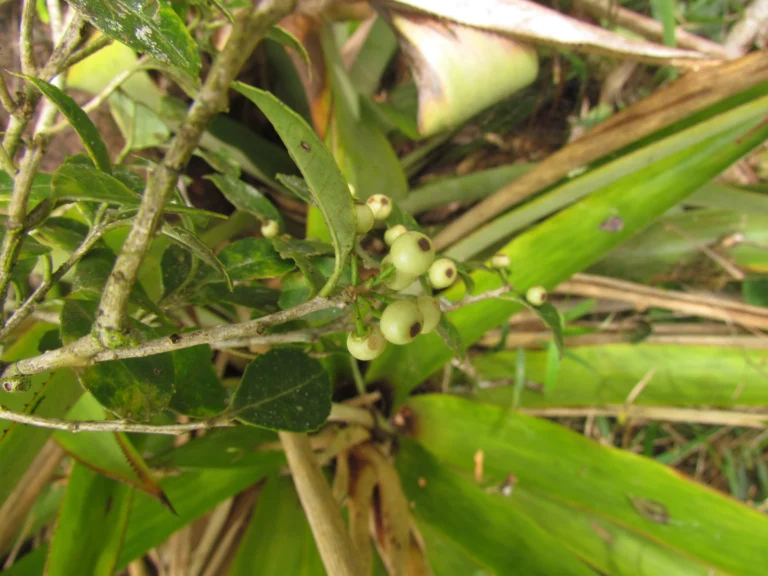 Ilex brevicuspis (9)
