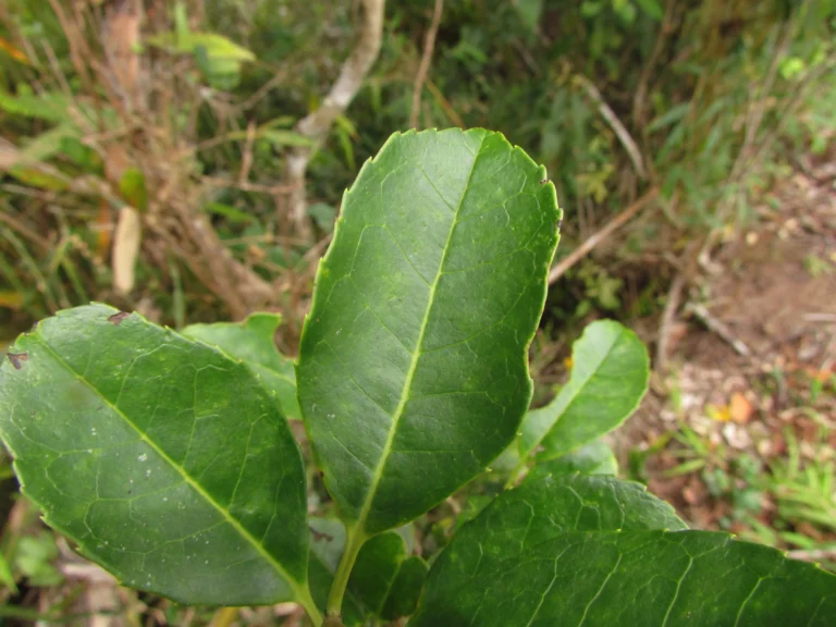Ilex brevicuspis (8)